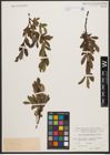 Foto von Salix waldsteiniana Willd.